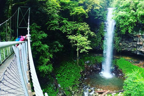 Rainforest & Waterfall Experience - Gold Coast 4U 0