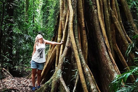 Rainforest & Waterfall Experience - Gold Coast 4U 3