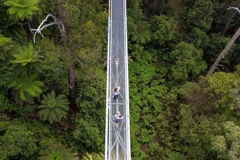 Illawarra Fly Treetop Adventures Treetop Walk Admission Ticket - Accommodation Gold Coast 4