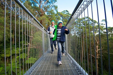Illawarra Fly Treetop Adventures Treetop Walk Admission Ticket - Accommodation Gold Coast 7