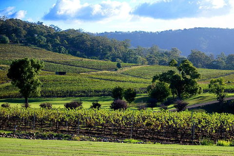 Ivanhoe Wines: Trip Advisor Seated Wine Tasting Masterclass - Accommodation Gold Coast 4