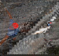 Small-Group Weekend Rock Climbing Adventure from Katoomba - Accommodation Gold Coast