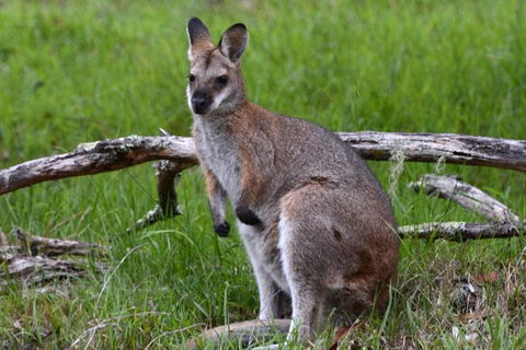 Ultimate Blue Mountains And Wildlife Tour - Accommodation Gold Coast 2