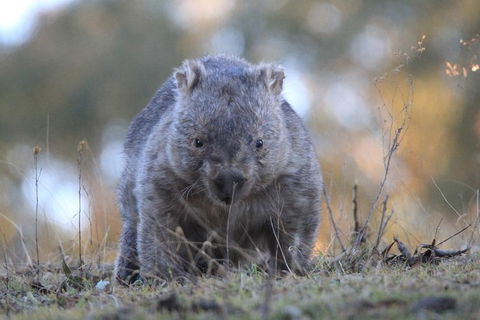 Ultimate Blue Mountains And Wildlife Tour - Accommodation Gold Coast 3
