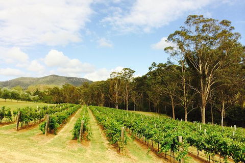 Tulloch Wines- Mystery Wine Tasting Experience With Local Cheese And Charcuterie - Accommodation Gold Coast 2