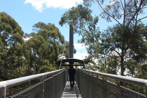 Illawarra Fly Treetop Adventures Admission Including Zipline Tour - Accommodation Gold Coast 2