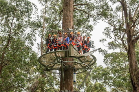 Illawarra Fly Treetop Adventures Admission Including Zipline Tour - Accommodation Gold Coast 4