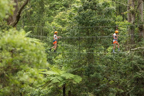 Illawarra Fly Treetop Adventures Admission Including Zipline Tour - Accommodation Gold Coast 0