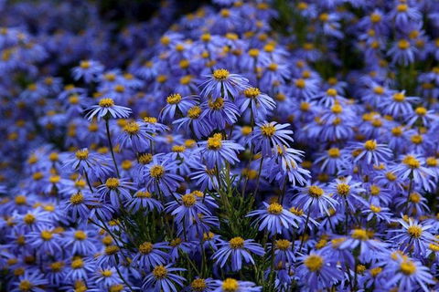 Blue Mountains Botanic Garden And Bilpin Tour From Katoomba With Cider Tasting - 1 Gold Coast 3