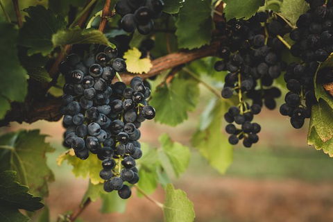 Hideaway Private Tours Hunter Valley - 1 Gold Coast 9