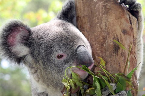 Private 10-hour Tour To Blue Mountains From Sydney - Hotel Pick Up & Drop Off - Accommodation Gold Coast 2