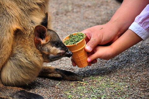 Blue Mountains Highlights & Wildlife Park - Accommodation Gold Coast 3