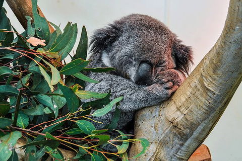 Blue Mountains Highlights & Wildlife Park - Accommodation Gold Coast 1