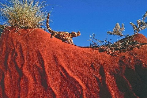 Alice Springs, Uluru Ayers Rock & Kings Canyon 8 Days Touring Package - Accommodation Gold Coast 4