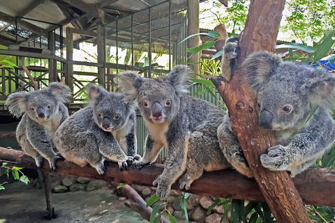 Cairns 2-Day Combo: Great Barrier Reef Cruise And Kuranda - Accommodation Gold Coast 6