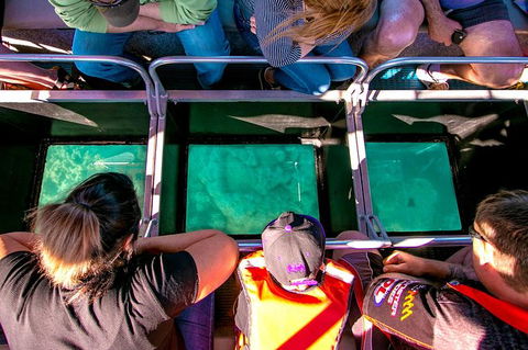 Airlie Beach Glass Bottom Boat Tour - Accommodation Gold Coast 4