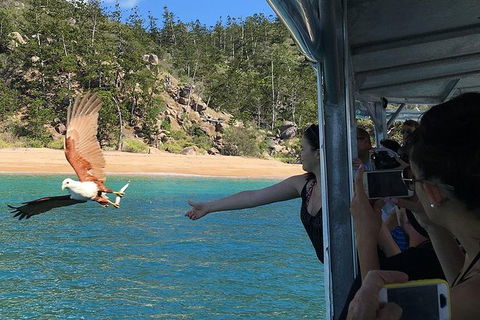 Aquascene Magnetic Island Discovery Tour - Accommodation Gold Coast 2