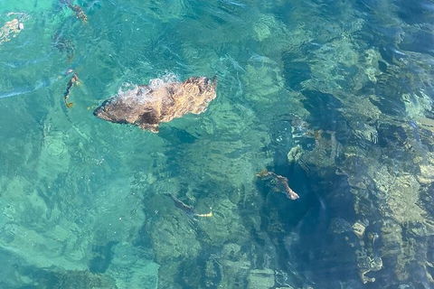 Aquascene Magnetic Island Discovery Tour - Accommodation Gold Coast 6