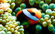 Coral Sea Dreaming: Overnight Dive, Snorkel And Sail Experience From Cairns - thumb 2