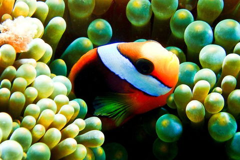 Coral Sea Dreaming: Overnight Dive, Snorkel And Sail Experience From Cairns - Accommodation Gold Coast 2
