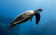 Coral Sea Dreaming: Overnight Dive, Snorkel And Sail Experience From Cairns - thumb 4
