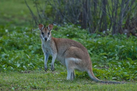 Cairns 4WD Waterfall And Rainforest Tour Including Kuranda Scenic Railway - Accommodation Gold Coast 7