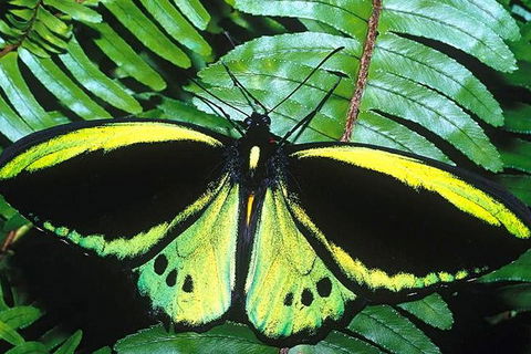 Cairns 4WD Waterfall And Rainforest Tour Including Kuranda Scenic Railway - Accommodation Gold Coast 1