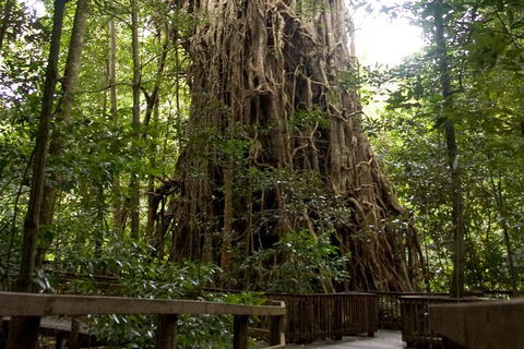 Cairns 4WD Waterfall And Rainforest Tour Including Kuranda Scenic Railway - Accommodation Gold Coast 5