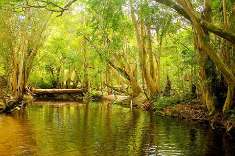 Cairns 4WD Waterfall And Rainforest Tour Including Kuranda Scenic Railway - Accommodation Gold Coast 9