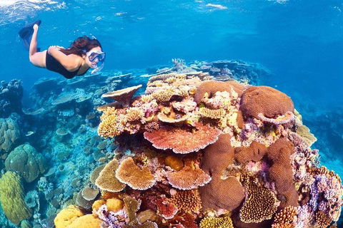 6-Day Best Of Cairns Including The Great Barrier Reef, Kuranda And The Daintree Rainforest - Accommodation Gold Coast 0