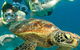 6-Day Best Of Cairns Including The Great Barrier Reef, Kuranda And The Daintree Rainforest - thumb 8