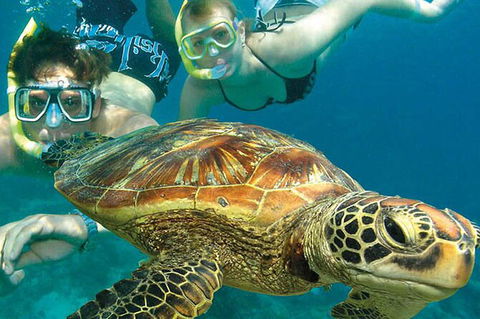 6-Day Best Of Cairns Including The Great Barrier Reef, Kuranda And The Daintree Rainforest - Accommodation Gold Coast 8