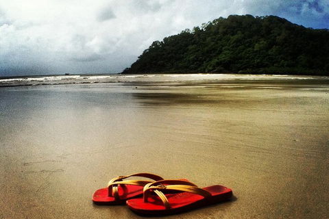 Daintree And Cape Tribulation Full Day Guided Tour - Accommodation Gold Coast 7