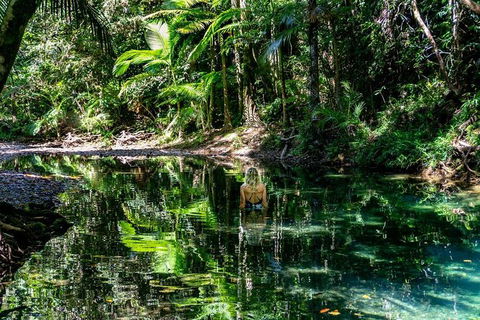 Daintree And Cape Tribulation Full Day Guided Tour - Accommodation Gold Coast 8