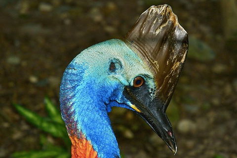 Daintree And Cape Tribulation Full Day Guided Tour - Accommodation Gold Coast 3