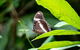 Daintree And Cape Tribulation Full Day Guided Tour - thumb 6