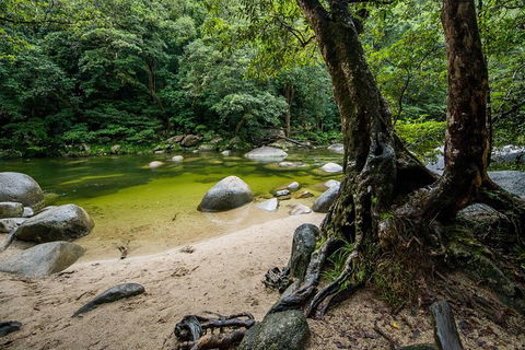 Daintree And Cape Tribulation Full Day Guided Tour - Accommodation Gold Coast 5