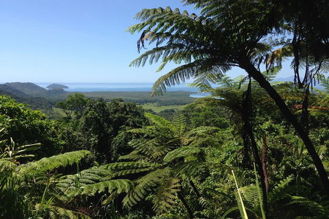 Daintree And Cape Tribulation Full Day Guided Tour - Accommodation Gold Coast 1