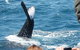 Half-Day Whale Watching In Urangan - thumb 2