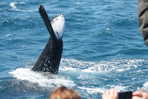 Half-Day Whale Watching In Urangan - 1 Gold Coast 2