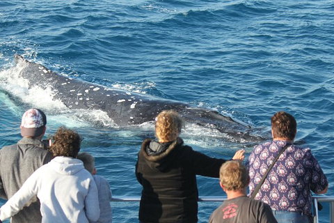 Half-Day Whale Watching In Urangan - 1 Gold Coast 5