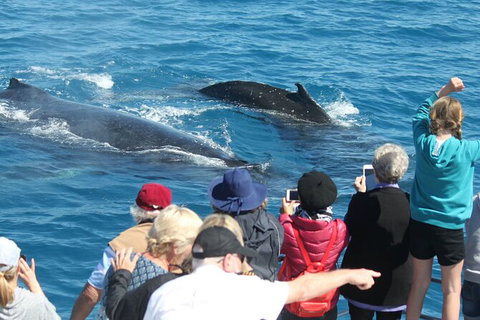Half-Day Whale Watching In Urangan - 1 Gold Coast 4