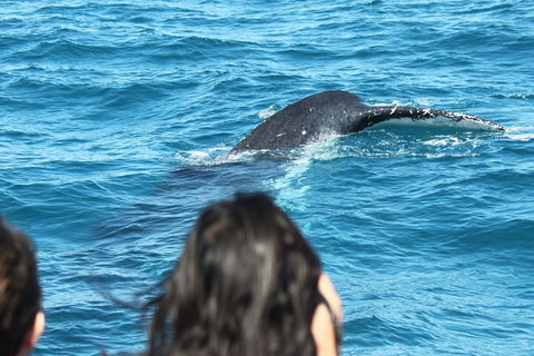 Half-Day Whale Watching In Urangan - 1 Gold Coast 7