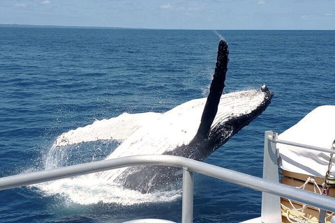 Half-Day Whale Watching In Urangan - 1 Gold Coast 3