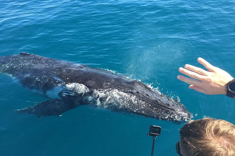 Half-Day Whale Watching In Urangan - 1 Gold Coast 6