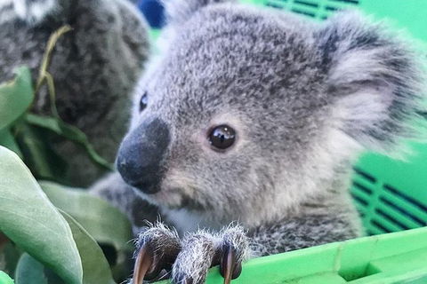 Nature By Night - Accommodation Gold Coast 4