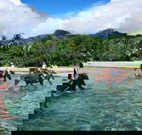 Afternoon Beach Horse Ride in Cape Tribulation - Accommodation Gold Coast
