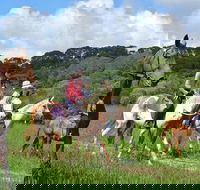 Horse Riding with Petting Zoo Visit in Cairns - Accommodation Gold Coast