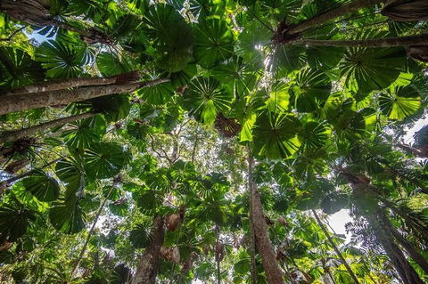 5 Day Australia Retreat: Queensland Daintree - Accommodation Gold Coast 4
