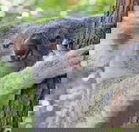 Virtual Interactive Australian Wildlife Tour With Private Guide-Wildlife Habitat - 1 Gold Coast